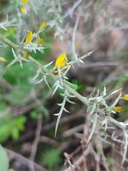 Ulex argenteus argenteus
