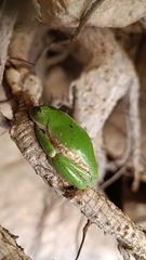 Agalychnis dacnicolor