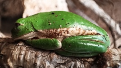 Agalychnis dacnicolor