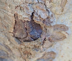 Diatrype disciformis