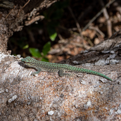 Phelsuma abbotti chekei