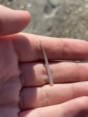 Graptacme eborea