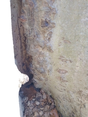 Diatrype disciformis