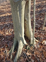 Diatrype disciformis