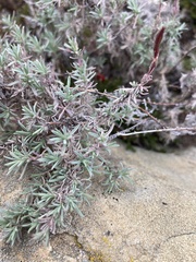 Epilobium canum