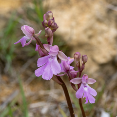 Cynorkis boinana image