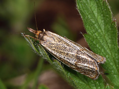Thisanotia chrysonuchella