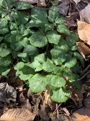 Pachysandra procumbens