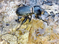Scaurus uncinus