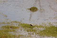 Himantopus mexicanus melanurus