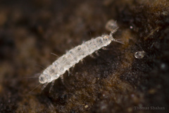 Pauropoda