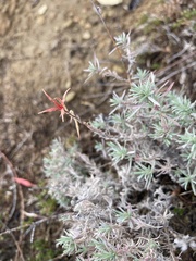 Epilobium canum