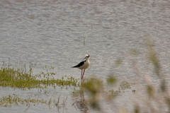 Himantopus mexicanus melanurus