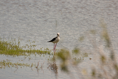 Himantopus mexicanus melanurus