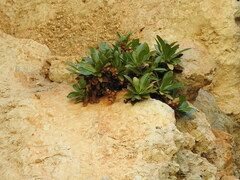 Staehelina fruticosa