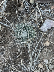 Mammillaria meiacantha