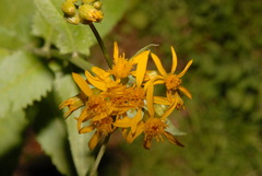 Senecio triangularis