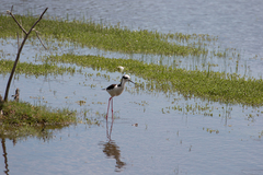 Himantopus mexicanus melanurus