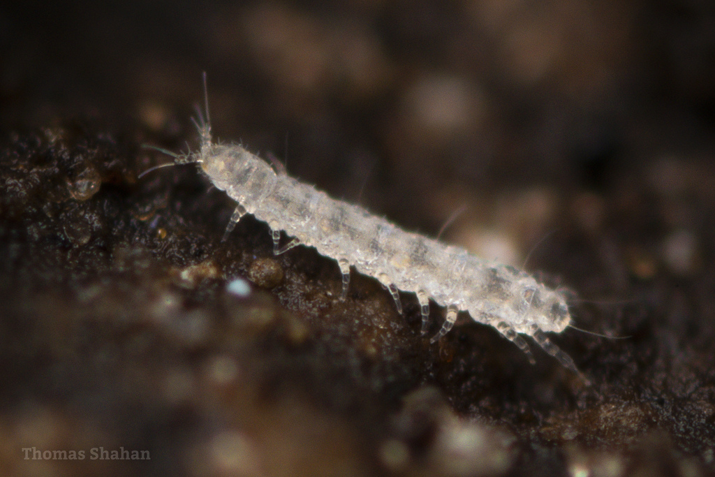 Tetramerocerata