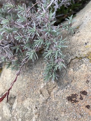 Epilobium canum