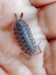 Porcellio echinatus