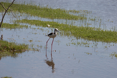 Himantopus mexicanus melanurus