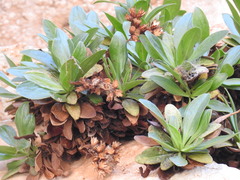 Staehelina fruticosa