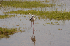 Himantopus mexicanus melanurus