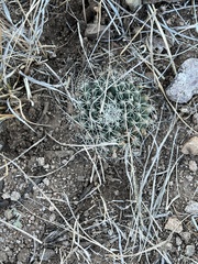 Mammillaria meiacantha