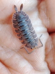 Porcellio echinatus