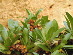 Staehelina fruticosa