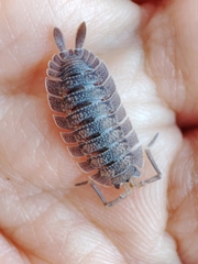 Porcellio echinatus