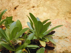 Staehelina fruticosa