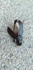 Harpalus caliginosus