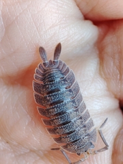 Porcellio echinatus