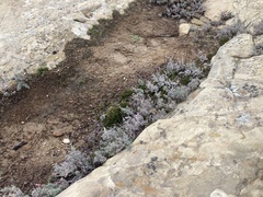 Epilobium canum
