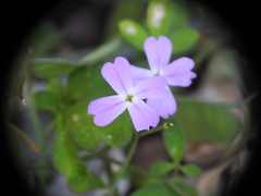 Ricotia cretica