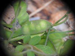 Ricotia cretica