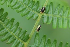 Ditropis pteridis