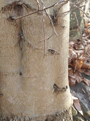Ophiocordyceps unilateralis