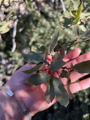Quercus grisea