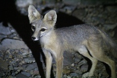 Vulpes macrotis