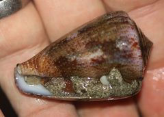 Conus purpurascens
