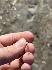 Graptacme eborea