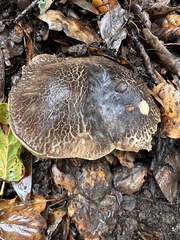 Xerocomellus mendocinensis