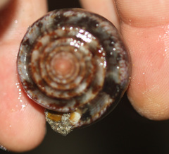 Conus purpurascens