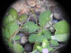 Ricotia cretica