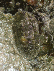 Chiton stokesii