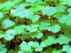 Oxalis oregana