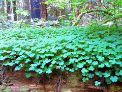 Oxalis oregana